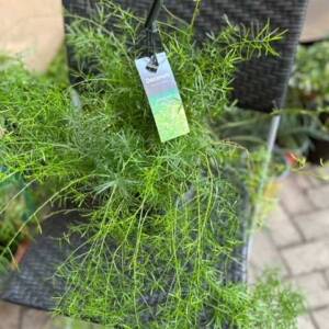 Asparagus Fern Hanging pot 30cm