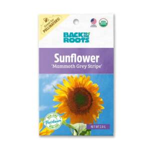 Back To The Root Sunflower 'Mammoth Grey Stripe' Seeds