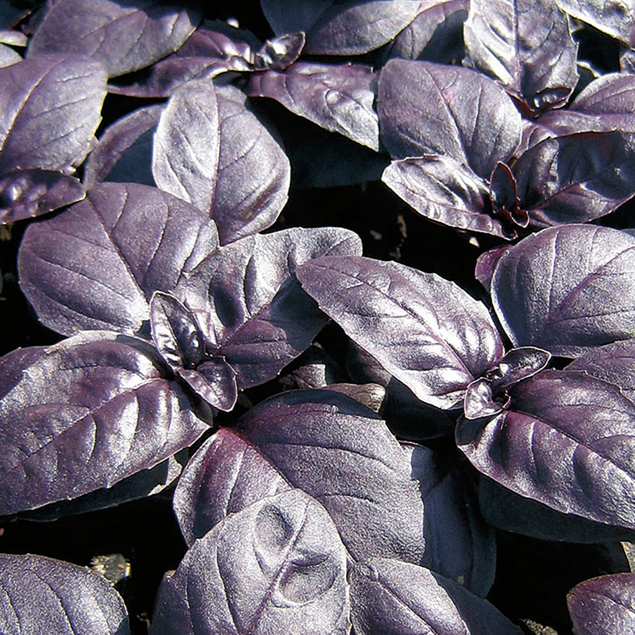 Back To The Roots Basil 'Red Rubin' Seeds