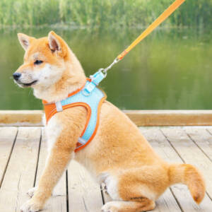 Breatheable Pet Chest Strap Harness  (X- Small)