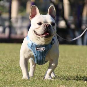 Wrivvdi Harness and Leash set (Large)
