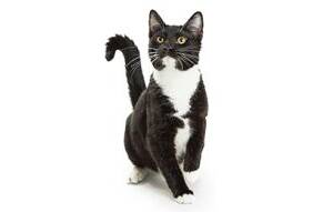 Tuxedo