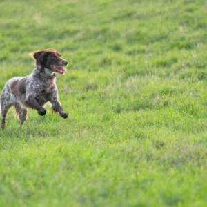 Small Munsterlander