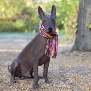 Xoloitzcuintle (Mex Hairless)