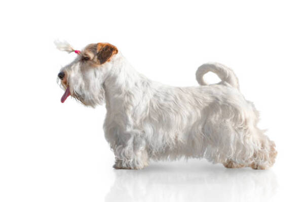 Sealyham Terrier Dog Breed