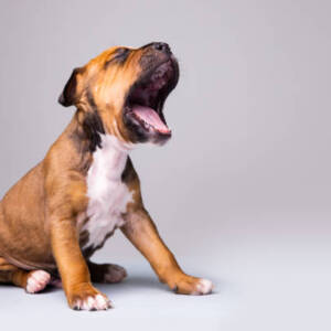 Staffordshire Bull Terrier Dog Breed Information