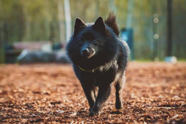 Schipperke Dog Breed