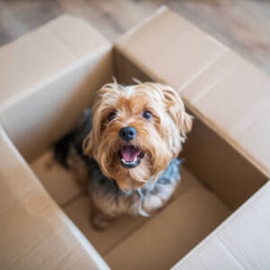Yorkshire Terrier Dog Breed