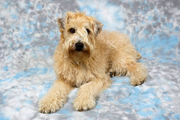 Soft Coated Wheaten Terrier Dog Breed