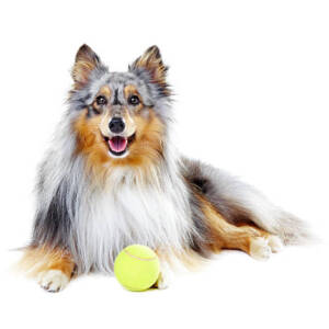 Shetland Sheep Dog Breed