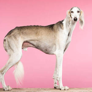 Saluki Dog Breed