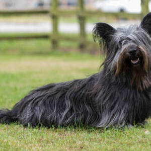 Skye Terrier Dog Breed