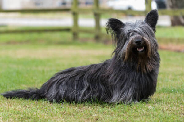 Skye Terrier Dog Breed