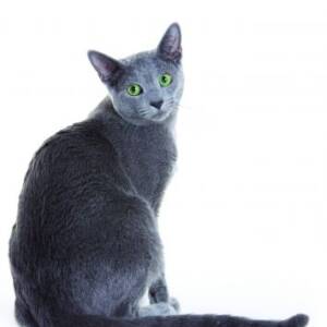 Russian Blue