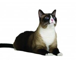 Snowshoe