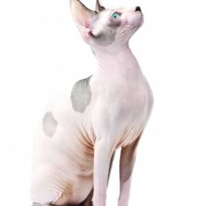 Sphynx / Hairless Cat