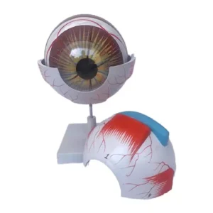 Paul Scientific Works 3 x Life Size Multicolor PVC Human Eye with Orbit Anatomical Model PS2