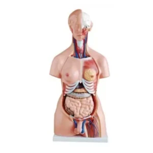 Paul Scientific Works 85 cm Life Size Multicolor PVC Human Torso Model PS3