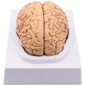 Paul Scientific Works 8 Parts Dissectable Life Size Multicolor PVC Human Brain Model PS9