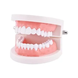 Paul Scientific Works Life Size Multicolor PVC 28 Teeth Dental Care Model KHA046