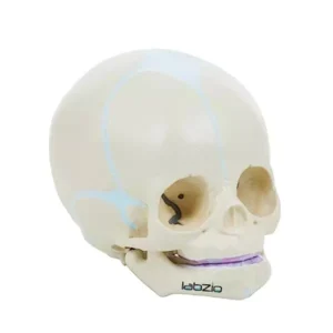 Paul Scientific Works Off White PVC Human Fetal Skull Anatomical Model KHA017