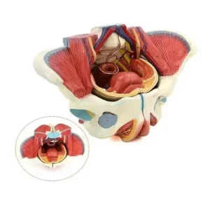 A-ONE SCIENCE Life Size PVC Adult Female Pelvis With Muscles Organs and Nerves AOSBM21