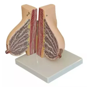 A-ONE SCIENCE Multicolor PVC Delux Female Breast Model During Lactation AOSBM129