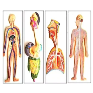 Paul Scientific Works Multicolor Fiber Glass Human Organ System Model Set KIT006 (Set of 4 Pcs)