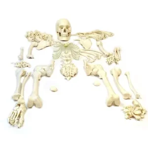 Paul Scientific Works 5 ft Tall Bilateral Disarticulated Human Skeleton Model PS50