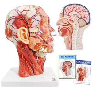 Paul Scientific Works PVC Half Head Superficial Neurovascular Model with Musculature M0070