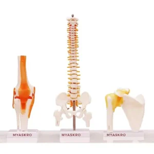 Paul Scientific Works Multicolor PVC Spine ModelKnee Modeland Shoulder Model PS51 (Combo of 5 Pcs)