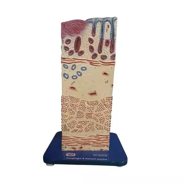 Buy Online - YMRR PVC Oesophagus and Stomach Junction Model ZX