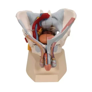 A-ONE SCIENCE Life Size PVC Adult Male Pelvis With Genital and Vascular Nerve Model AOSBM22