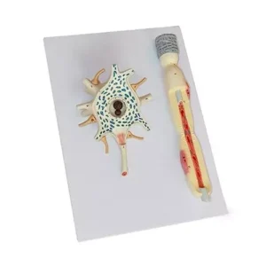 A-ONE SCIENCE Multicolor PVC Neuron Model AOSBM68