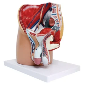 A-ONE SCIENCE Multicolor PVC Male Pelvis Cavity Model AOSBM125