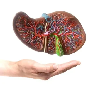 Paul Scientific Works 1.5 x Life Size Multicolor PVC Anatomical 3D Liver Model KHA061