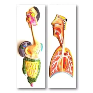 Paul Scientific Works Multicolor PVC Human Anatomical Model KHA087 (Set of 2 Pcs)