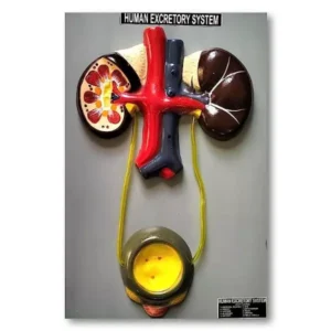 Paul Scientific Works Multicolor PVC Human Excretory System Model on Board PS17
