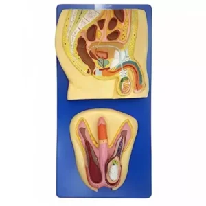 Paul Scientific Works Life Size Multicolor PVC Male Reproductive System KHA073
