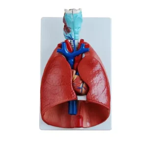 A-ONE SCIENCE Multicolor PVC Larynx Heart & Lungs Model AOSBM73