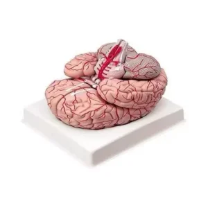 A-ONE SCIENCE Multicolor PVC Deluxe Brain Model AOSBM86