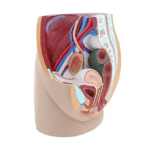 A-ONE SCIENCE Multicolor PVC Female Pelvis Cavity Model AOSBM124