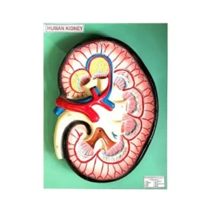 Paul Scientific Works Multicolor PVC Human Kidney Model on Board KIDNEY002
