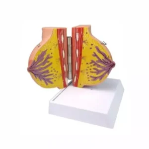 A-ONE SCIENCE Multicolor PVC Delux Female Breast Model AOSBM128
