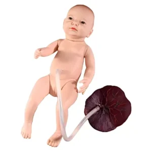 A-ONE SCIENCE Skin Color PVC Baby With Placenta And Umbilical Cord Model AOSBM191