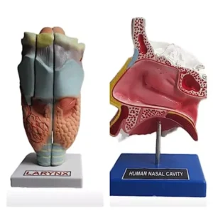 Paul Scientific Works Multicolor PVC Larynx and Nose Anatomical Model Set lab-cmb-001