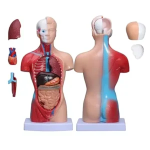 Paul Scientific Works 45 cm 12 Removable Parts Multicolor PVC Human Torso Model PS15