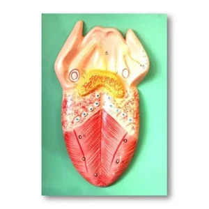 Paul Scientific Works Multicolor Fiber Glass Human Tongue Model abcare004