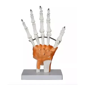 Paul Scientific Works Life Size White and Orange PVC Hand Joint with Ligaments Model TW-73TU-B9U5