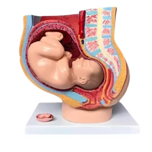 A-ONE SCIENCE Multicolor PVC Human Female Pregnant Pelvis Section With Fetus AOSBM182
